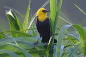 Male Yellow-hooded Blackbird, Palmarí, Amazonas, Brazil, September 2003 - click for larger image