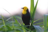 Male Yellow-hooded Blackbird, Palmarí, Amazonas, Brazil, September 2003 - click for larger image