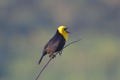 Male Yellow-hooded Blackbird, Palmarí, Amazonas, Brazil, September 2003 - click for larger image