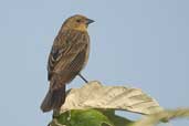 Female  Chestnut-capped Blackbirds, Aguas de São Pedro, São Paulo, Brazil, August 2004 - click for larger image