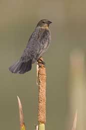 Immature  male Chestnut-capped Blackbird, Aguas de São Pedro, São Paulo, Brazil, August 2004 - click for larger image