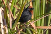 Male  Chestnut-capped Blackbird, Aguas de São Pedro, São Paulo, Brazil, August 2004 - click for larger image