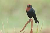 Male  Chestnut-capped Blackbird, Biritiba-Mirim, São Paulo, Brazil, October 2005 - click for larger image