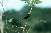 Male  Chestnut-capped Blackbird, Goiás, Brazil, February 2002 - click for larger image
