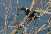 Male Yellow-winged Blackbird, Taim, Rio Grande do Sul, Brazil, August 2004 - click for larger image