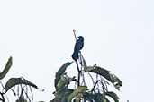 Pale-eyed Blackbird, Reserva Tanguim, San Martin, Peru, October 2018 - click for larger image