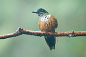 Female Violet-tailed Sylph, Cerro Montezuma, Risaralda, Colombia, April 2012 - click for larger image