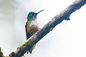 Female Violet-tailed Sylph, Cerro Montezuma, Risaralda, Colombia, April 2012 - click for larger image