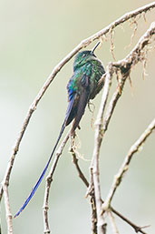 Male Violet-tailed Sylph, Cerro Montezuma, Risaralda, Colombia, April 2012 - click for larger image