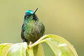 Male Violet-tailed Sylph, Cerro Montezuma, Risaralda, Colombia, April 2012 - click for larger image