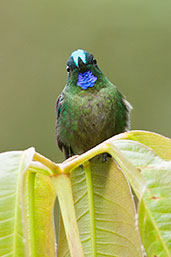 Male Violet-tailed Sylph, Cerro Montezuma, Risaralda, Colombia, April 2012 - click for larger image