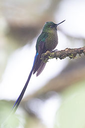 Violet-tailed Sylph, Refugio Paz de las Aves, Ecuador, November 2019 - click for larger image