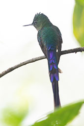 Violet-tailed Sylph, Amagusa Reserve, Ecuador, November 2019 - click for larger image