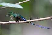 Violet-tailed Sylph, Setimo Paraiso, Ecuador, November 2019 - click for larger image