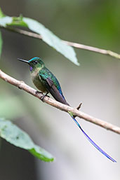 Violet-tailed Sylph, Setimo Paraiso, Ecuador, November 2019 - click for larger image