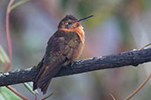 Shining Sunbeam, Yanacocha Reserve, Ecuador, November 2019 - click for larger image