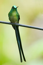 Male Long-tailed Sylph, Rio Blanco, Caldas, Colombia, April 2012 - click for larger image