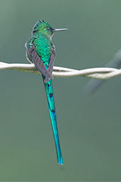 Male Long-tailed Sylph, Rio Blanco, Caldas, Colombia, April 2012 - click for larger image