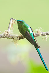 Immature male Long-tailed Sylph, Rio Blanco, Caldas, Colombia, April 2012 - click for larger image