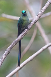 Long-tailed Sylph, Abra Patricia, Amazonas, Peru, October 2018 - click for larger image