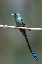 Long-tailed Sylph, Guango Lodge, Ecuador, November 2019 - click for larger image