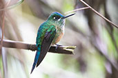 Long-tailed Sylph, Guango Lodge, Ecuador, November 2019 - click for larger image