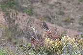 White-tailed Shrike-tyrant, Celendin, Cajamarca, Peru, October 2018 - click for larger image