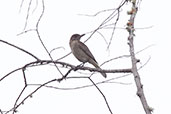 White-tailed Shrike-tyrant, Celendin, Cajamarca, Peru, October 2018 - click for larger image