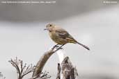 Great Shrike-tyrant, Cachagua, Chile, January 2007 - click for larger image