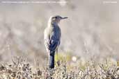 Great Shrike-tyrant, Fray Jorge N.P., Chile, January 2007 - click for larger image