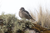 Black-billed Shrike-tyrant, Cumbemayo, Cajamarca, Peru, October 2018 - click for larger image