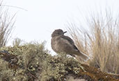 Black-billed Shrike-tyrant, Cumbemayo, Cajamarca, Peru, October 2018 - click for larger image