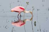 Roseate Spoonbill, Taim, Rio Grande do Sul, Brazil, August 2004 - click for larger image