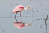 Roseate Spoonbill, Taim, Rio Grande do Sul, Brazil, August 2004 - click for larger image