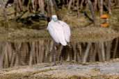 Immature Roseate Spoonbill, Cayo Coco, Cuba, February 2005 - click for larger image