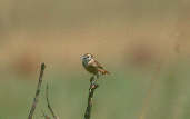 Female Cock-tailed Tyrant, Brazil, April 2001 - click for larger image