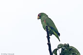 White-fronted Amazon, Tikal, Guatemala, March 2015 - click for larger image