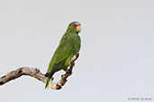 White-fronted Amazon, Tikal, Guatemala, March 2015 - click for larger image