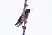 Amazilia Hummingbird, Mocupe, Lambayeque, Peru, October 2018 - click for larger image