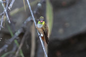 Amazilia Hummingbird, Chaparri, Lambayeque, Peru, October 2018 - click for larger image