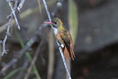 Amazilia Hummingbird, Chaparri, Lambayeque, Peru, October 2018 - click for larger image