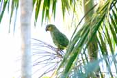 Orange-winged Parrot, Linhares, Espírito Santo, Brazil, March 2004 - click for larger image