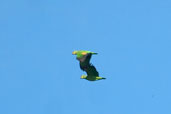 Orange-winged Parrot, Linhares, Espírito Santo, Brazil, March 2004 - click for larger image