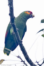Red-lored Amazon, Tikal, Guatemala, March 2015 - click for larger image