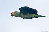 Red-lored Amazon, Tikal, Guatemala, March 2015 - click for larger image