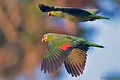 Red-lored Amazon, Tikal, Guatemala, March 2015 - click for larger image