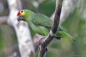 Red-lored Amazon, Tikal, Guatemala, March 2015 - click for larger image