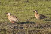 Brazilian Teal, Taim, Rio Grande do Sul, Brazil, August 2004 - click for larger image