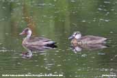 Brazilian Teal, REGUA< Rio de Janeiro, Brazil, November 2006 - click for larger image