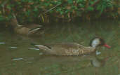 Brazilian Teal, Brazil, July 2001 - click for larger image
